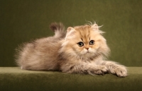 Picture of Persian kitten on green background