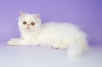 Picture of Persian kitten on light purple background