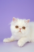 Picture of Persian kitten on light purple background