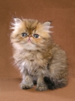 Picture of Persian kitten