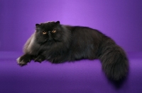 Picture of Persian lying in studio