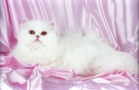 Picture of Persian lying on satin