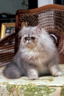 Picture of persian on chair