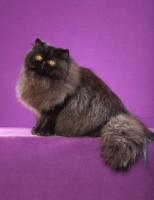 Picture of Persian on light purple background