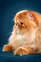 Picture of Persian profile