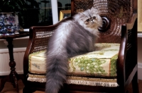 Picture of persian sitting on chair