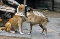 Picture of Persian street dogs, behaviour, submissive dog mouth licking his superior