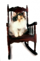 Picture of Persian, tortie and white colour, in chair