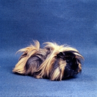 Picture of peruvian guinea pig, tortoiseshell, side view