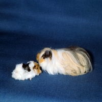 Picture of peruvian guinea pig with an abyssinian baby, tortoiseshell and white