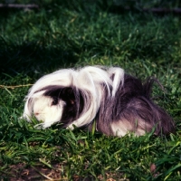 Picture of peruvian guinea, tortoiseshell and white, on grass