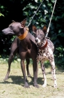 Picture of Peruvian Hairless dogs on lead