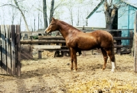 Picture of peruvian paso horse near a stable
