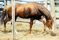 Picture of peruvian paso stallion looking down