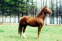 Picture of peruvian paso stallion standing on grass
