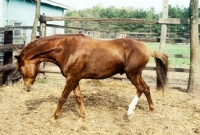 Picture of peruvian paso walking around enclosure