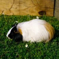 Picture of peruvian tortoiseshell and white pet guinea pig in pen on grass