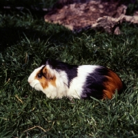 Picture of peruvian tortoiseshell and white guinea pig on grass