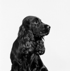 Picture of pet american cocker spaniel