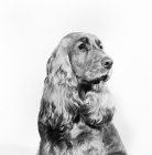 Picture of pet american cocker spaniel