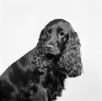 Picture of pet american cocker spaniel