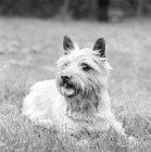 Picture of pet cairn terrier lying in grass