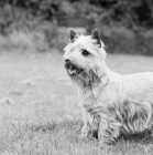 Picture of pet cairn terrier