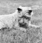Picture of pet cairn terrier