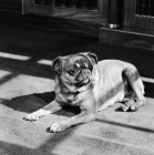 Picture of pet griffon brabancon in the sun on a hearthrug