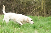 Picture of Pet Labrador on Point in field