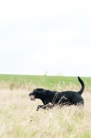 Picture of Pet Labrador retrieving a rope toy in long grass