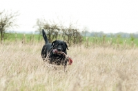 Picture of Pet Labrador retrieving a rope toy in long grass