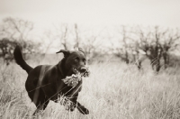 Picture of Pet Labrador retrieving a rope toy in long grass