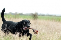 Picture of Pet Labrador retrieving rope toy in long grass