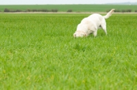 Picture of Pet Labrador sniffing in crop field