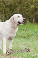 Picture of Pet Labrador standing by big stick