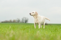 Picture of Pet Labrador standing in crop field