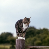 Picture of pet manx cat on a gate post