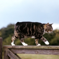 Picture of pet manx cat walking along the top of  a gate