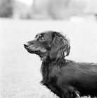 Picture of pet miniature long haired dachshund