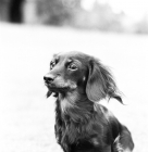 Picture of pet miniature long haired dachshund