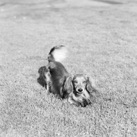 Picture of pet miniature long haired dachshund