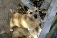 Picture of pet norwich terrier asking for attention