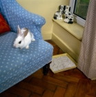 Picture of pet rabbit living in the house, with litter tray