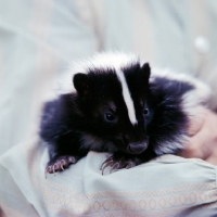 Picture of pet skunk
