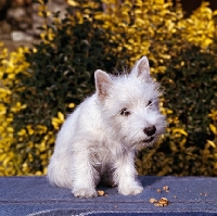 Picture of pet west highland white puppy on blue blanket