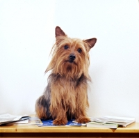 Picture of pet yorkshire terrier on table with books