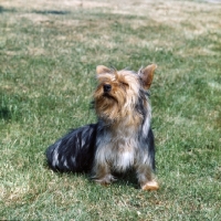 Picture of pet yorkshire terrier