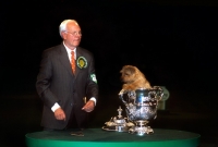Picture of peter green handler with am ch, ch cracknor cause celebre, coco, norfolk terrier after winning crufts bis 2008