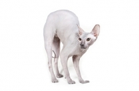 Picture of Peterbald cat, arched back